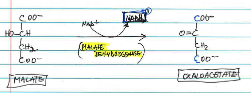 <p>malate → oxaloacetate is catalyzed by <strong>_____</strong>, oxidizing malate to oxaloacetate and producing the<span style="color: rgb(208, 80, 80);"> third NADH of the cycle</span>.</p>