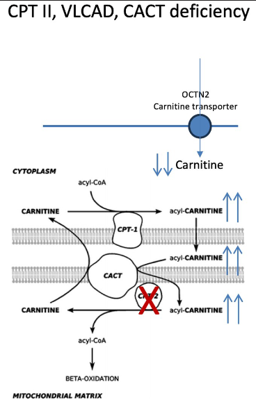<ul><li><p>fxn: acylcarnitine → acyl coa (B-ox)</p></li><li><p>hyoketotic hypoglycemia, <u>inc. C14-C18 acyl carnitines</u></p></li><li><p>myopathy rhabdomyolysis, urine discoloration after exercise (myoglobin)</p></li><li><p>also via: carnitine-acylcarnitine translocase <strong>(SLC25A20)</strong> <strong>(CACT)</strong>+ very long chain acyl coa dehydrogenase <strong>(VCLAD)</strong></p></li></ul><p></p>