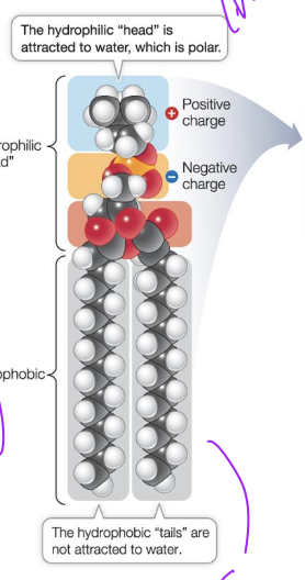 <p><strong>Amphipathic compound</strong></p><ul><li><p class="p2">Can interact with polar and non polar molecules, and ions. Can form ionic and ion-dipole interactions with head. and H-bonding</p></li><li><p class="p2">Can form LDF with other non polar compounds with tail.</p></li></ul><p></p>