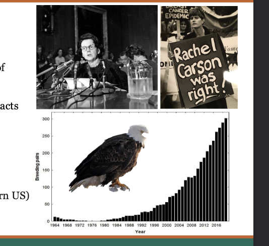 <p><span style="color: rgb(255, 255, 255);">Rachel Carson and the birth of modern environmentalism </span></p><ul><li><p><span style="color: rgb(255, 255, 255);">The response: Chemical industry mounted a massive lobbying campaign calling her ‘hysterical’ and unscientific.</span></p></li><li><p><span style="color: rgb(255, 255, 255);">The moment: She testified before the U.S. Senate while dying of breast cancer (1963).</span></p></li><li><p><span style="color: rgb(255, 255, 255);">The shift: the public began to notice and care about human impacts on the ENVIRONMENT.</span></p></li><li><p><span style="color: rgb(255, 255, 255);">The result: DDT banned (Canada 1969; US 1972) Eggshell thinning reversed within a generation. Bald eagle nesting pairs: 417 in 1963 to 9,700 today (lower 48) Peregrine falcon nesting pairs: 39 in 1970 to 3,000+ today (eastern US</span></p></li></ul><p></p>