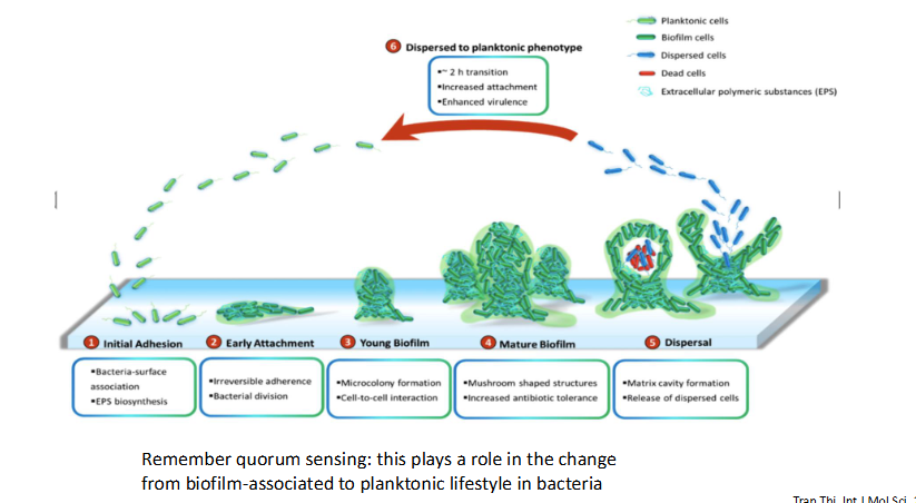<p>- remember quorum sensing: this plays a role int he change from biofilm-associated to planktonic lifestyle in bacteria</p><p>.</p><p>A biofilm is a structured community of microorganisms—such as bacteria, fungi, or algae—enclosed in a self-produced slimy, protective matrix (extracellular polymeric substance) that adheres to living or non-living surfaces</p>