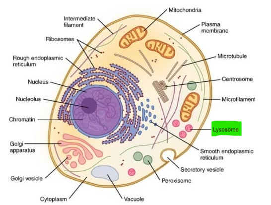 <p>Lysosomes - <span>contains digestive enzymes</span></p>