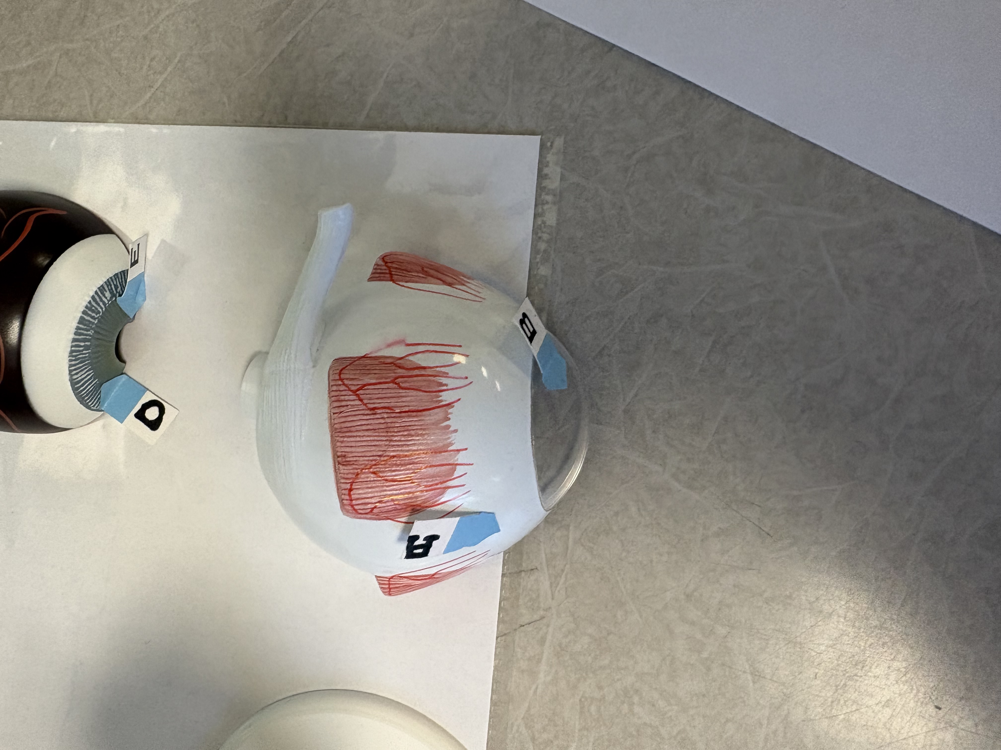 <p>A. identify this part of the fibrous tunic</p>