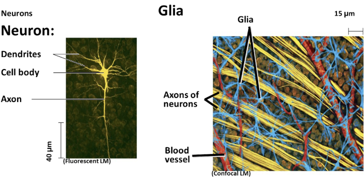 <ul><li><p><span style="background-color: transparent;">Nervous tissue functions in the receipt, processing, and transmission of information</span></p></li><li><p><span style="background-color: transparent;">Nervous tissue contains</span></p><ul><li><p><span style="background-color: transparent;"><strong>Neurons</strong>, or nerve cells, that transmit nerve impulses</span></p></li><li><p><span style="background-color: transparent;"><strong>Glial cells</strong>, or glia, support cells</span></p></li></ul></li></ul><p></p>