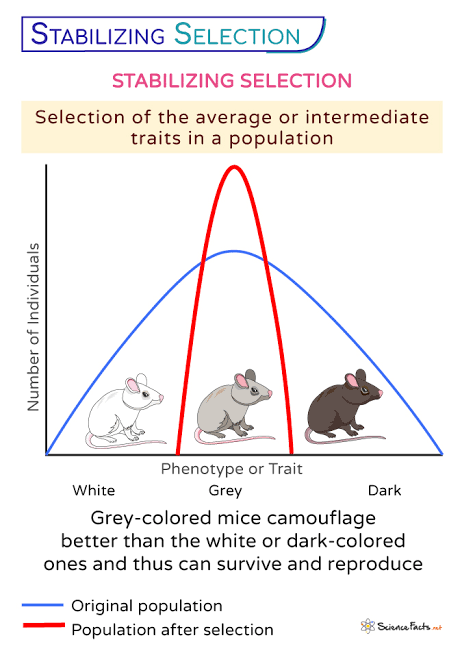 <p>Favors intermediate phenotypes(grey mouse over white or black)…The peak of the curve increases and tail decrease</p><p></p>