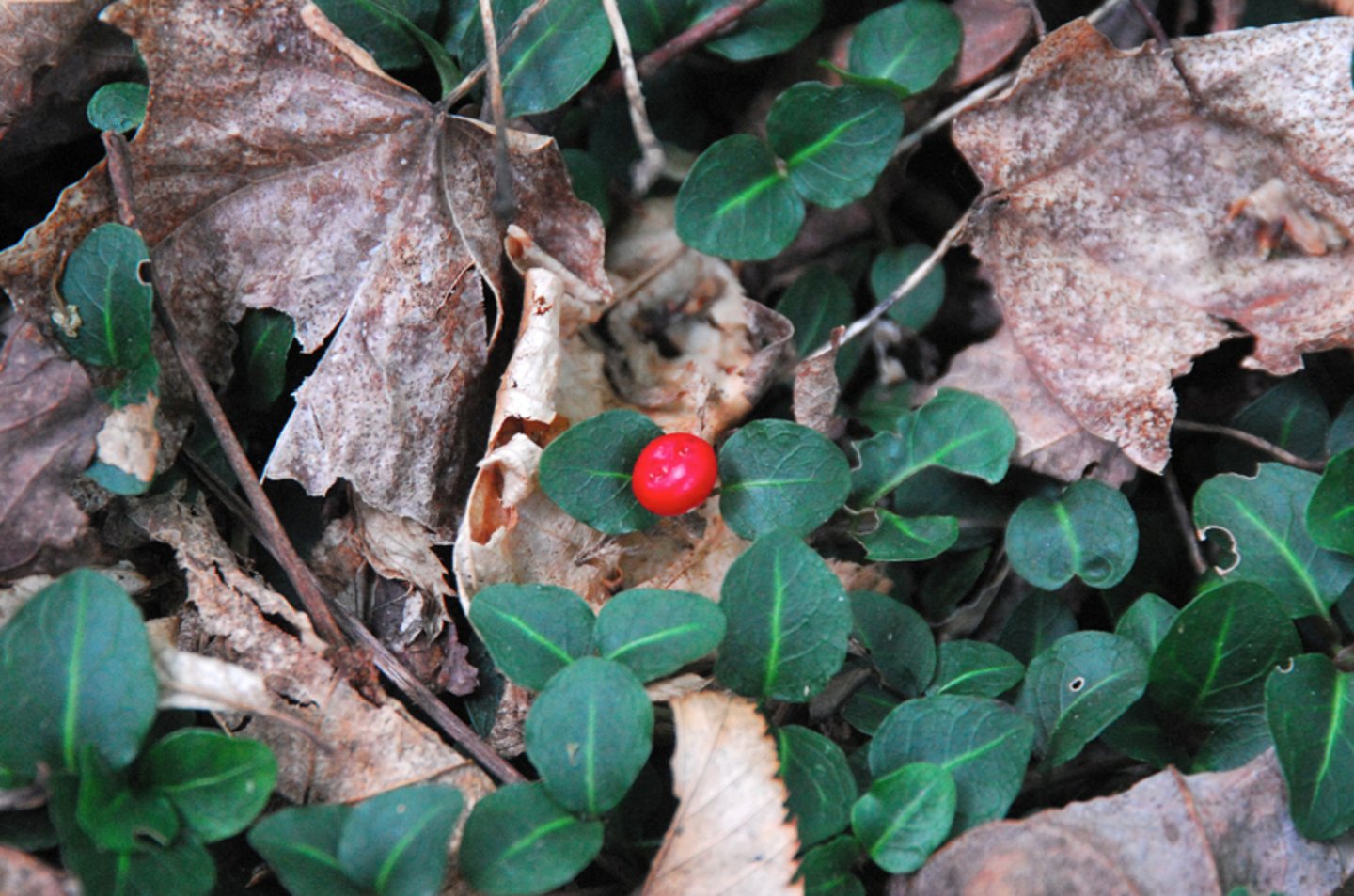 <p>Mitchella repens</p>