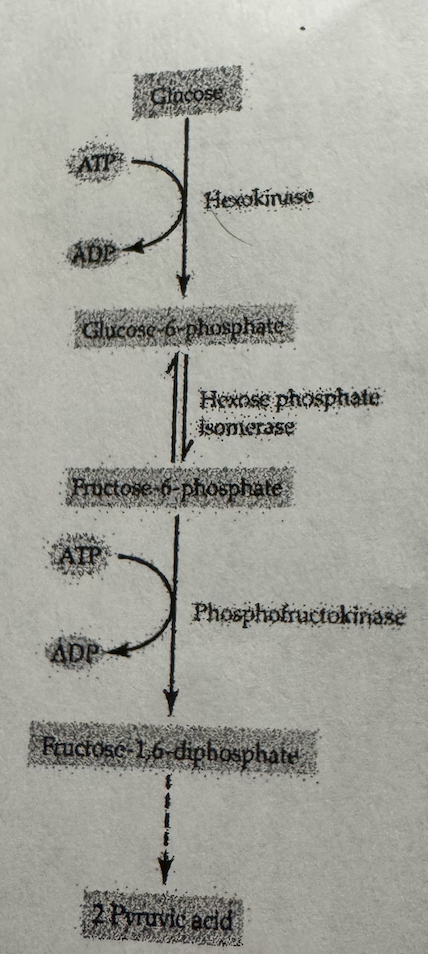 <p>How many enzymes are catalyzing reactions in the diagram?</p>