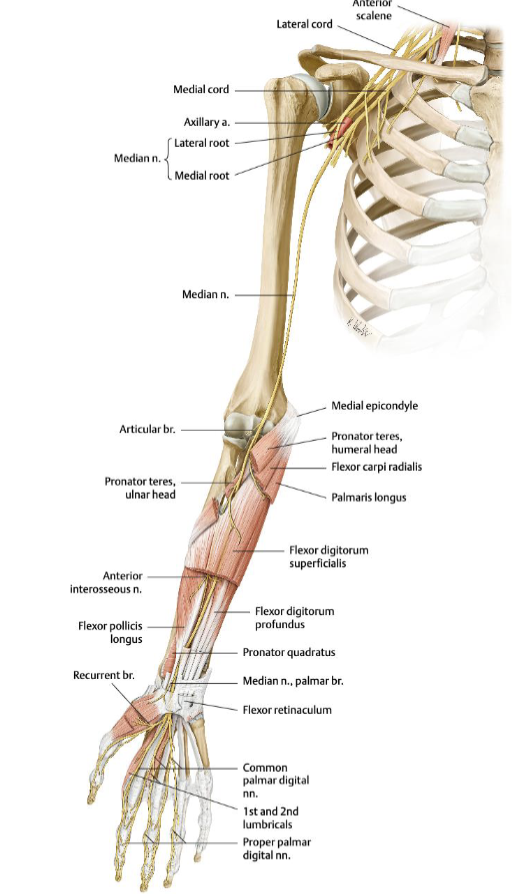 <ul><li><p>Descends the arm medially, crosses the elbow, pierces the pronator teres, travels down the forearm, and enters the hand through the <strong>carpal tunnel</strong></p></li><li><p>provides sensation to the lateral 3.5 digits and controls most forearm wrist/finger flexors</p></li><li><p> A <strong>supracondylar humeral fracture</strong> can tear or stretch the nerve, causing sensory loss and preventing thumb movement and index/middle finger flexion</p></li></ul><p></p>
