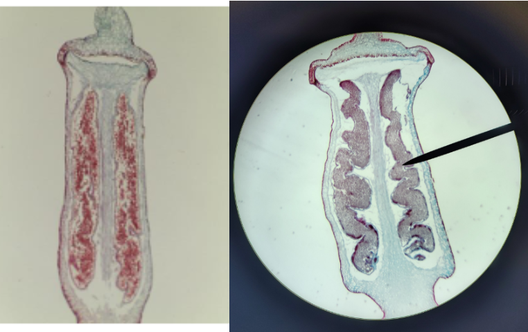 <ol><li><p>vascular or avascular</p></li><li><p>sporophyte or gametophyte</p></li><li><p>Seeds or seedless </p></li></ol><p></p>