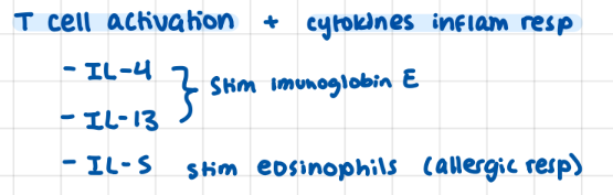 <p>T-cell activation + cytokines > inflam resp</p><p>IL-4 / 13 : blood based immune resp, IL-13 mucous too, IL-5 eosinophil allergic resp</p>