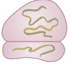 <p>Ribosomal RNA - Makes up ribosomes, where proteins are built</p>