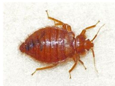 <p>What is the name of thsi bug </p>