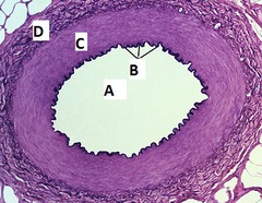 <p>What is C?</p>