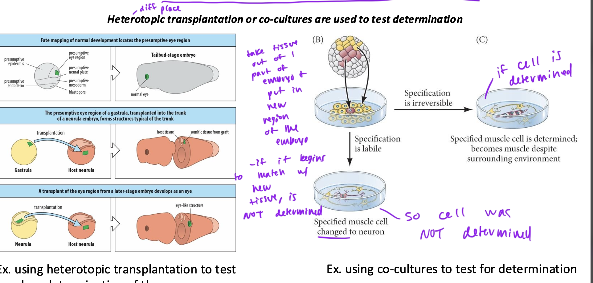 <ul><li><p>use heterotopic (diff-place) transplantation or co-cultures</p></li><li><p>heterotopic transplantation is when you take tissue out of one part of an embryo and graft it into another part of the embryo</p><ul><li><p>if the cells begin to match the cell type of its new location, it was not determined</p></li><li><p>if the cells grow as they were before and do not change, then they were already determined</p></li></ul></li></ul><p></p>