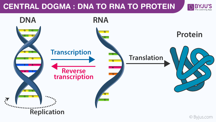 <p>DNA → RNA → Protein</p>