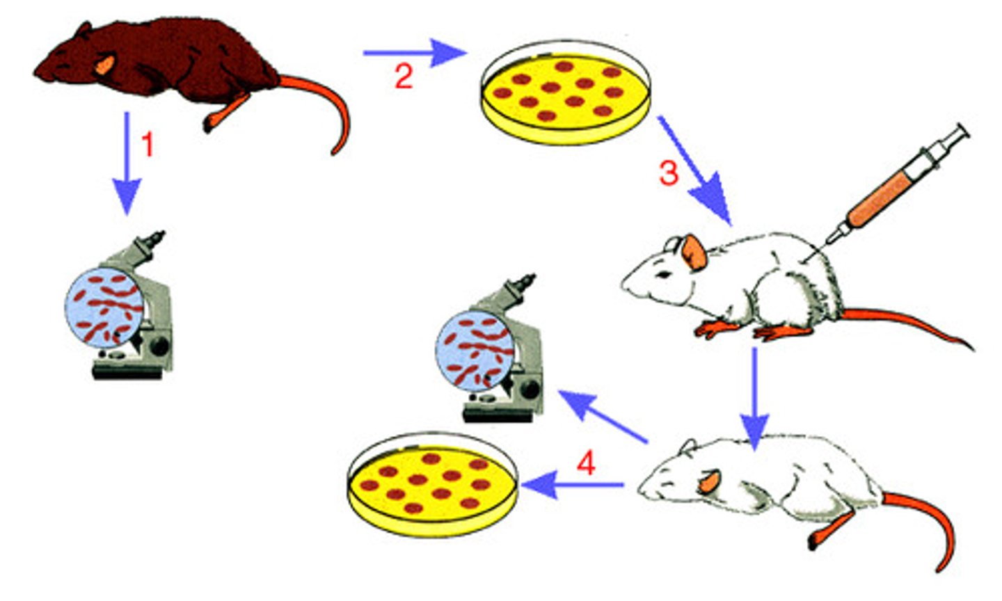 <p>He created FOUR postulates to link each disease to a specific microbe.</p>