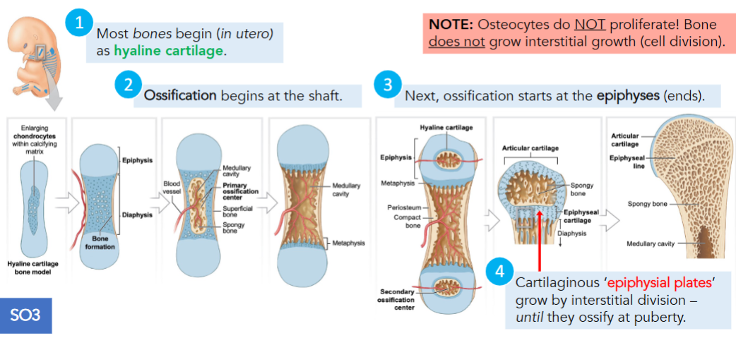 <p><span style="background-color: transparent;"><strong>Appositional bone growth</strong> is important in </span><span style="color: yellow;">increasing the diameters of existing bones</span><span> but does </span><span style="color: yellow;"><u>NOT</u> form the original bones</span></p><p><span style="background-color: transparent;"><strong>Endochondral ossification</strong>, </span><span style="color: yellow;">cartilages gradually replaced by bone 6 weeks after fertilization</span></p><ol><li><p><span style="background-color: transparent;">As cartilage enlarges, chondrocytes near center of shaft increase greatly in size</span></p></li><li><p><span style="background-color: transparent;">Blood vessels grow around edges of cartilage and cells of the inner layer of the perichondrium differentiate into osteoblasts</span></p></li><li><p><span style="background-color: transparent; color: yellow;">Blood vessels penetrate cartilage and invade central region</span><span style="background-color: transparent;"> producing spongy bone at <strong>primary ossification center</strong></span></p></li><li><p><span style="background-color: transparent;">Remodeling occurs as growth continues creating medullary cavity</span></p></li><li><p><span style="background-color: transparent; color: yellow;">Capillaries and osteoblasts migrate into epiphyses</span><span style="background-color: transparent;">, creating <strong>secondary ossification centers</strong>; </span><span style="background-color: transparent; color: yellow;">interstitial growth takes place at each metaphysis</span></p></li><li><p><span style="background-color: transparent;">At each metaphysis, <strong>epiphyseal cartilage</strong> </span><span style="background-color: transparent; color: yellow;">separates the epiphysis from diaphysis</span></p></li><li><p><span style="background-color: transparent;">Chondrocytes within epiphyseal cartilage are arranged into epiphyseal side &amp; diaphyseal side</span></p></li></ol><ul><li><p><span style="background-color: transparent;">Epiphyseal: </span><span style="background-color: transparent; color: yellow;">chondrocytes continually add new cartilage</span></p></li><li><p><span style="background-color: transparent;">Diaphyseal: </span><span style="background-color: transparent; color: yellow;">chondrocytes are degenerating</span></p></li></ul><ol start="8"><li><p><span>At puberty, combination of </span><span style="color: yellow;">rising levels of sex hormones, growth hormone, and thyroid hormones stimulates bone growth dramatically</span></p></li></ol><p><br><span style="background-color: transparent;"><strong>Intramembranous ossification</strong> begins when </span><span style="color: yellow;">mesenchymal cells within embryonic or fibrous connective tissue differentiate into osteoblasts</span><span style="background-color: transparent;">; normally occurs in </span><span style="background-color: transparent; color: yellow;">deeper layers of dermis</span><span style="background-color: transparent;"> as dermal bones</span></p><ol><li><p><span style="background-color: transparent;">Mesenchymal cells first cluster together, differentiate into osteoblasts and start to secrete the organic components of the matrix (<strong>ossification center</strong>)</span></p></li><li><p><span style="background-color: transparent; color: yellow;">Developing bone grows outward from ossification centers in <strong>spicules</strong></span><span style="background-color: transparent;">, small struts</span></p></li><li><p><span style="background-color: transparent;">Blood vessels begin to grow into area, as spicules meet and fuse together</span></p></li><li><p><span style="background-color: transparent;">Continued deposition of bone by osteoblasts located close to blood vessels result in plate of spongy bone with blood vessels weaving throughout</span></p></li><li><p><span style="background-color: transparent;">As rate of growth slows, the </span><span style="background-color: transparent; color: yellow;">connective tissues around the bone organizes into fibrous layer of periosteum</span></p></li><li><p><span style="background-color: transparent;">Areas of spongy bone are remodeled </span><span style="background-color: transparent; color: yellow;">forming <strong>diploe</strong> layer between two layers of compact bone</span></p></li><li><p><span style="color: yellow;">Intramembranous ossification starts approx 8 week of embryonic development</span></p></li></ol><p></p>