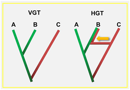 <ol start="9"><li><p>Beskriv tre olika principer för ”horizontal gene transfer”</p></li></ol><p></p>