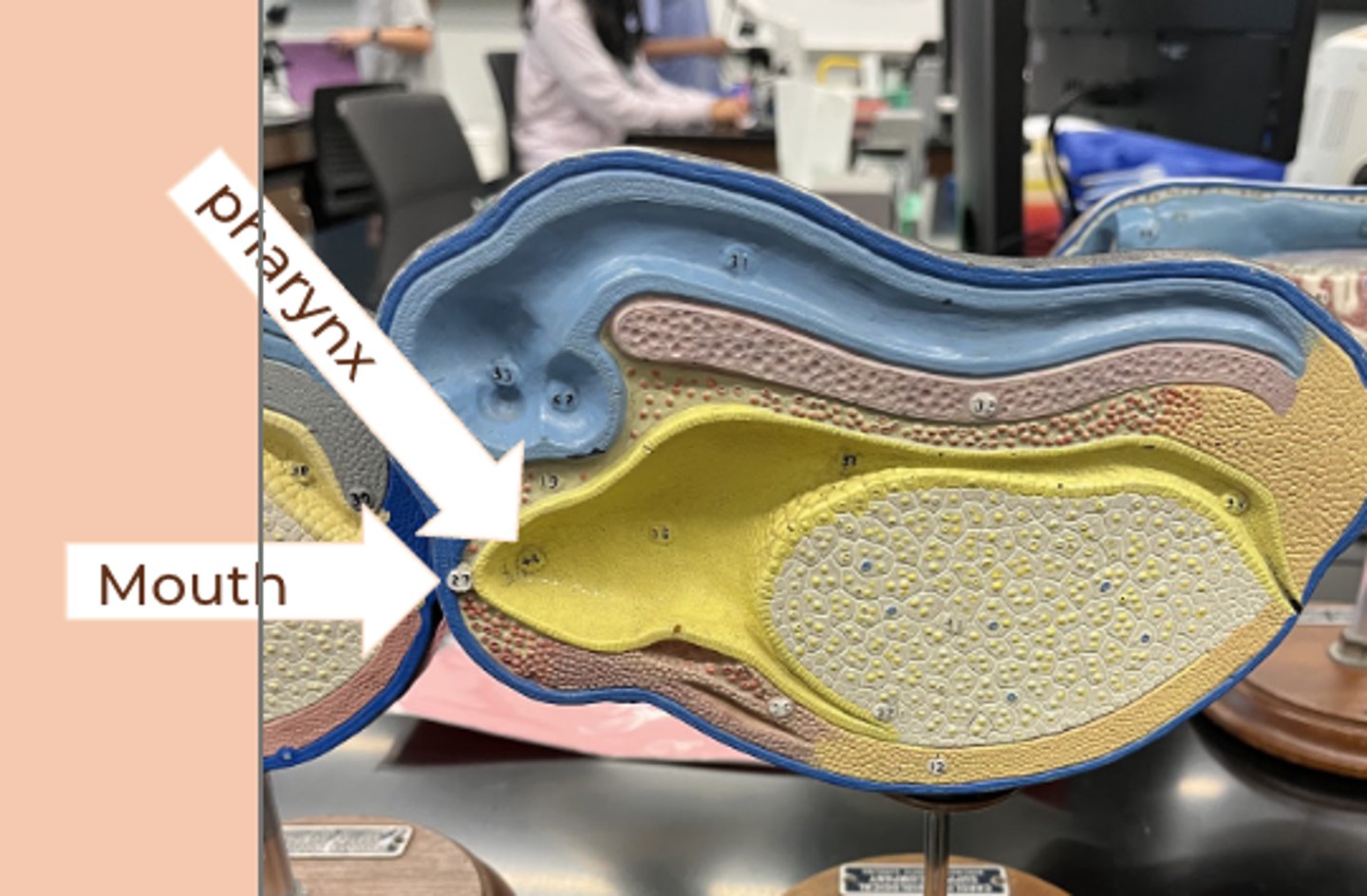 <p>• ectoderm and endoderm fuse to form the mouth</p><p>• anal opening from blastopore</p>