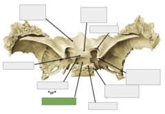 <p>Posterior view: This is</p>