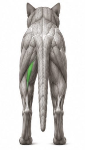 <p>What cat muscle is this?</p>