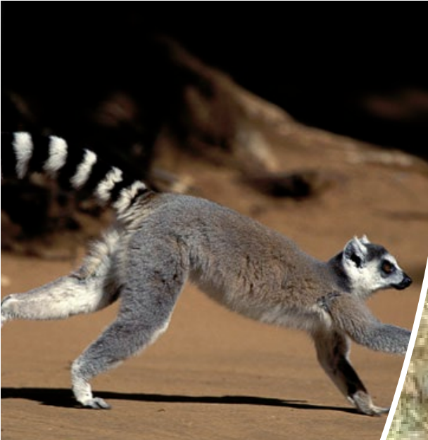 <ul><li><p>nocturnal or diurnal</p></li><li><p>arboreal or terrestrial</p></li><li><p>solitary or social groups</p></li><li><p>found in madagascar</p></li></ul><p></p>