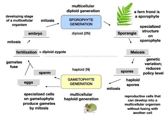 <p>Alternation of Generations</p>