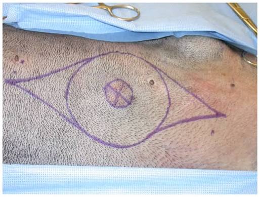 <p>Mast Cell Tumors (Surgical Margins)</p>