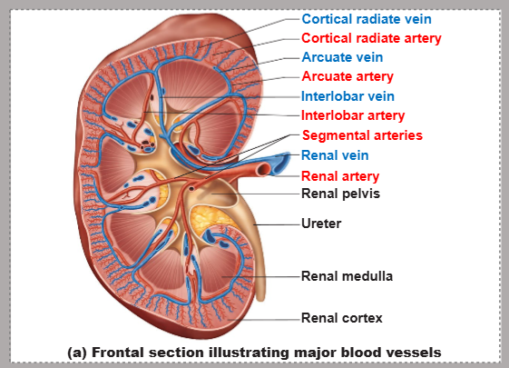 <p>the renal arteries deliver [FRACTION] ([NUMBER] mL) of cardiac output to the kidneys each minute</p>