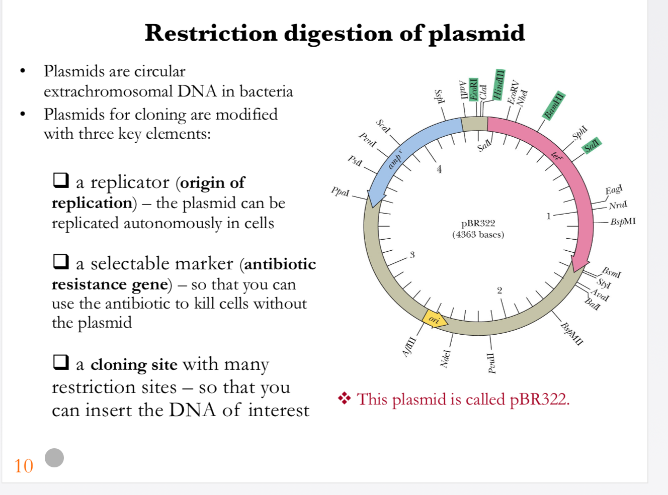 <p>A <strong>plasmid</strong> is a small circular piece of DNA used as a <strong>vehicle to carry a gene into bacteria</strong>. It has three important parts: <strong>ori</strong>, which lets the plasmid be copied inside the bacteria; an <strong>antibiotic-resistance gene</strong>, which lets us identify bacteria that received the plasmid; and the <strong>MCS</strong>, where we cut the plasmid and insert our gene of interest.</p><p>For <strong>restriction digestion</strong>, a restriction enzyme cuts the plasmid at a specific site in the MCS, <strong>opening the circular plasmid</strong> so the gene can be inserted.</p><p></p><p><span><strong>Restriction digestion of plasmid</strong></span></p><p></p><p><span><strong>Process overview:</strong></span></p><p><span>Plasmids are circular extrachromosomal DNA molecules commonly found in bacteria.</span></p><p><span>For use in cloning, plasmids are engineered with three essential elements:</span></p><p><span><strong>Origin of replication (ori):</strong> Enables the plasmid to replicate autonomously inside bacterial cells, ensuring that daughter cells inherit copies.</span></p><p><span><strong>Selectable marker (antibiotic resistance gene):</strong> Provides resistance to an antibiotic, so only cells carrying the plasmid survive when grown on selective media. This ensures that transformed cells can be distinguished from non-transformed cells.</span></p><p><span><strong>Multiple cloning site (MCS):</strong> A region containing multiple restriction enzyme sites, which allows researchers to insert DNA fragments of interest with precision.</span></p><p></p><p><span><strong>Graphics explanation:</strong></span></p><p><span>The diagram shows the map of plasmid <strong>pBR322</strong>, a classic cloning vector.</span></p><p><span>The plasmid includes an <strong>ampicillin resistance gene (ampr)</strong>, a <strong>tetracycline resistance gene (tetr)</strong>, and an <strong>origin of replication (ori)</strong>.</span></p><p><span>Several restriction enzyme recognition sites are located in the plasmid, particularly within or near the multiple cloning site, making it easy to insert foreign DNA.</span></p><p></p><p><span><strong>Key points:</strong></span></p><p><span>Plasmids provide the backbone for cloning experiments, allowing foreign DNA fragments to be inserted, replicated, and expressed in host cells. The presence of antibiotic resistance genes ensures easy selection of plasmid-containing bacteria.</span></p><p></p><p><span><strong>Key message:</strong></span></p><p><span>Engineered plasmids such as pBR322 are indispensable tools in molecular biology, combining replication ability, selection markers, and cloning sites to enable efficient recombinant DNA construction.</span></p>