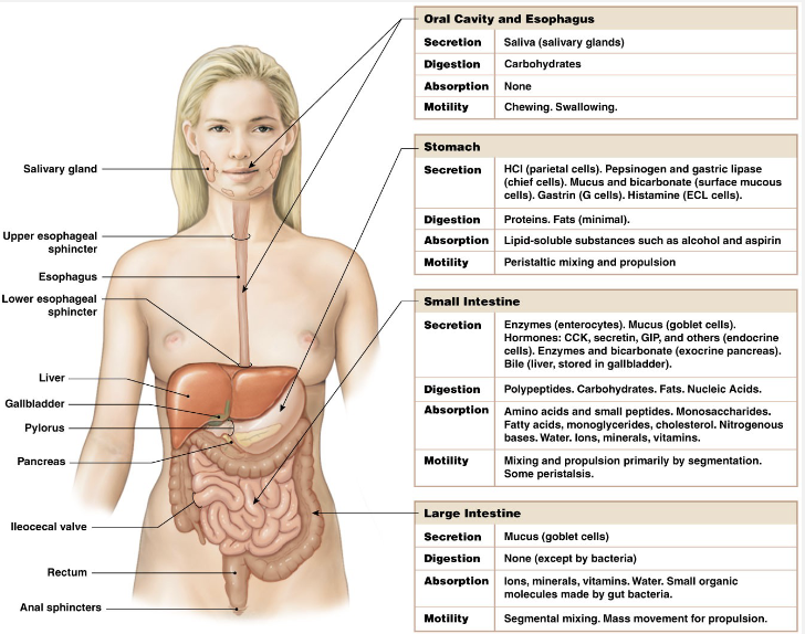 <p>Cephalic</p><ul><li><p>It’s all in the head</p></li></ul><p>Gastric</p><ul><li><p>Food in stomach</p></li></ul><p>Intestinal</p><ul><li><p>Food in intestines</p></li></ul><p>Motility, secretion, digestion, and absorption for each phase</p>