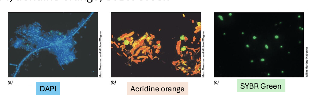<p><strong>DAPI, Acridine Orange, SYBR Green</strong> </p><p>→ Bind nucleic acids; stain all cells (live + dead)</p>