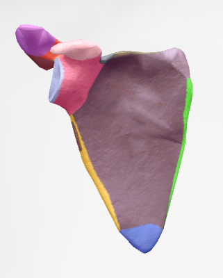 <p>pink angle</p>