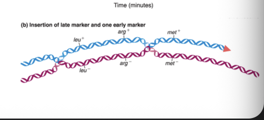 <p>Recombination frequency</p><ul><li><p>Crossing-over in different regions generates different RECOMBINANTS, allowing us to ESTIMATE DISTANCE between genes (in units of cM)</p></li></ul><p></p>
