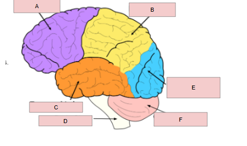 <p>What is D</p>