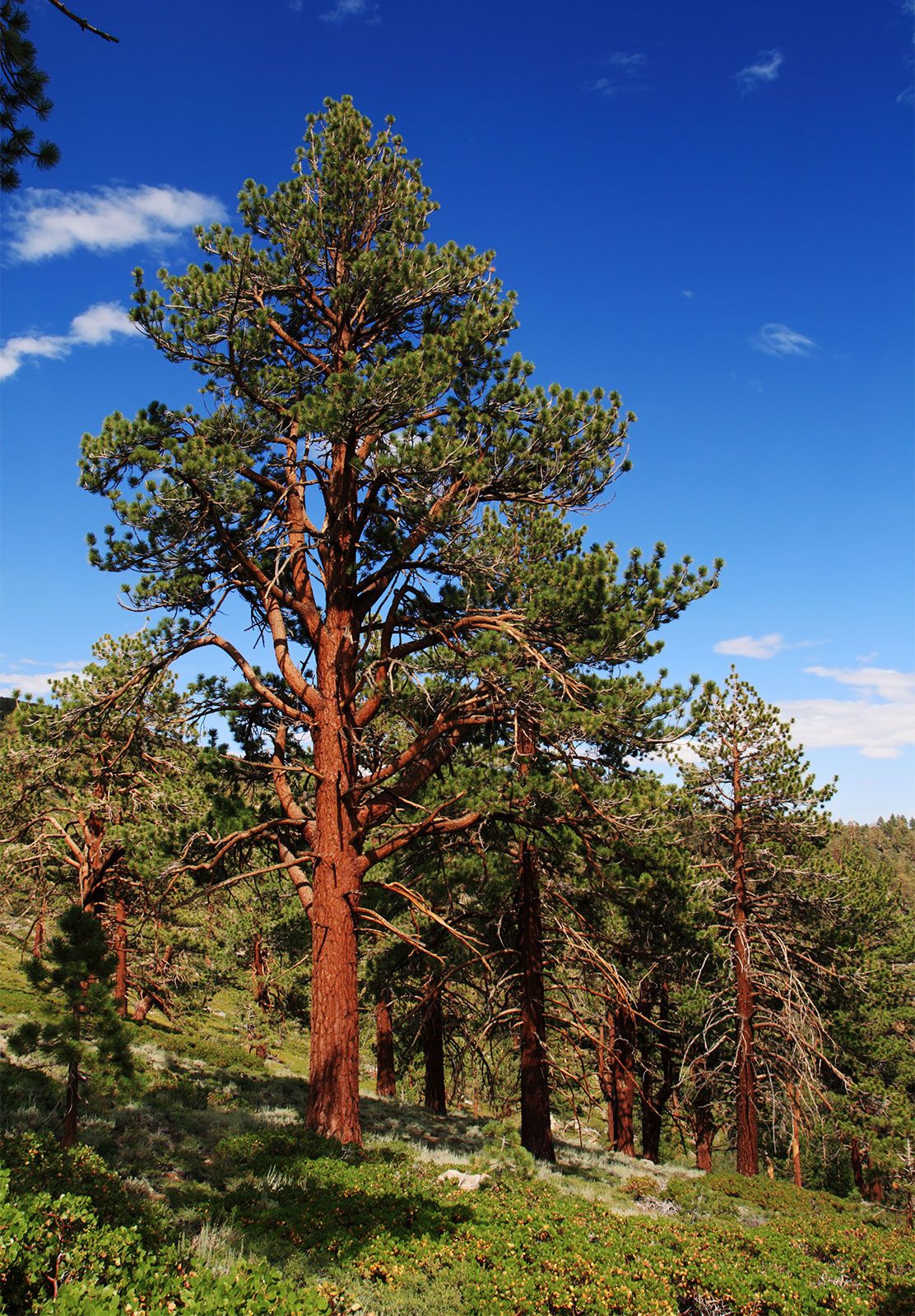 <p>Thick Bark - Fire protection</p>
