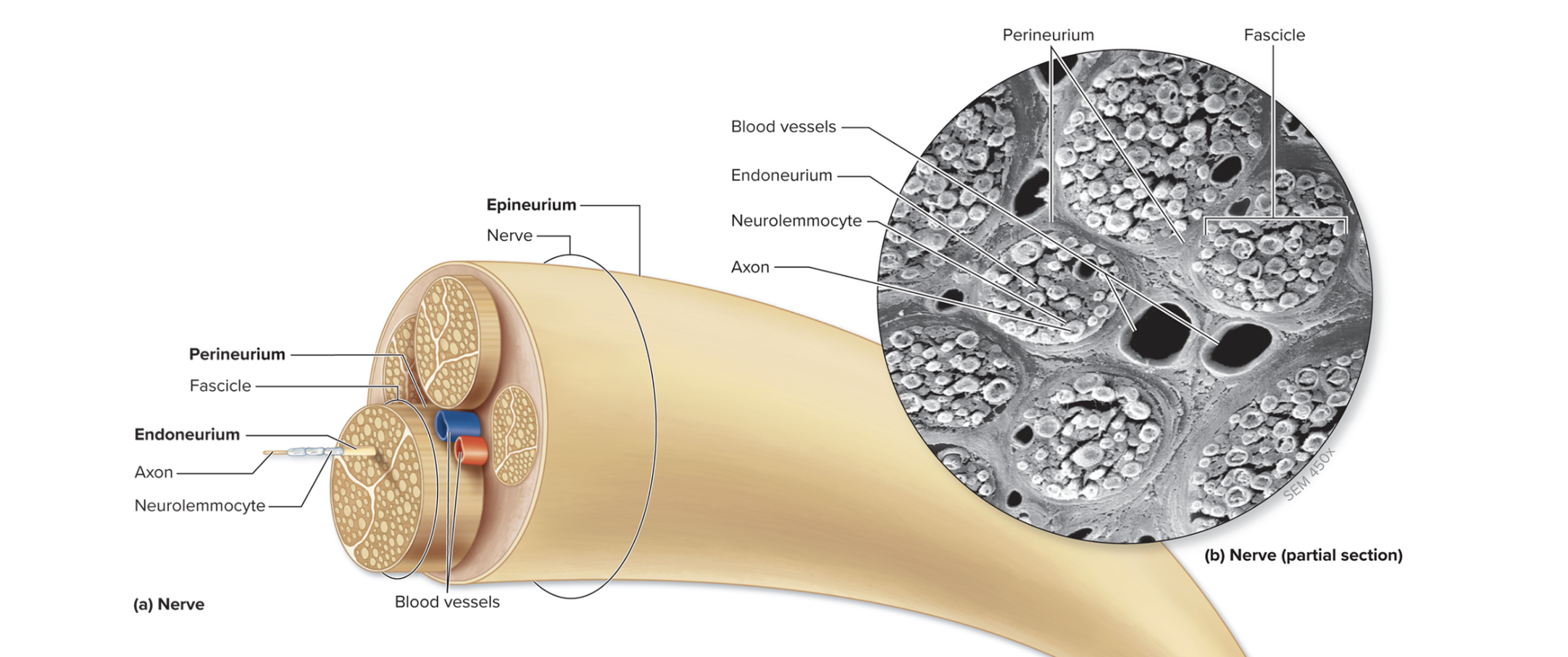 <p>A delicate layer of areolar connective tissue that surrounds each axon, they separate and electrically insulate each axon </p>