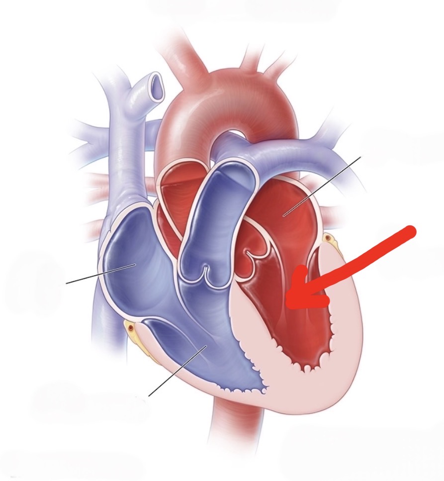 <p>Thickest lower chamber that pumps oxygen-rich blood to the entire body via the aorta</p>