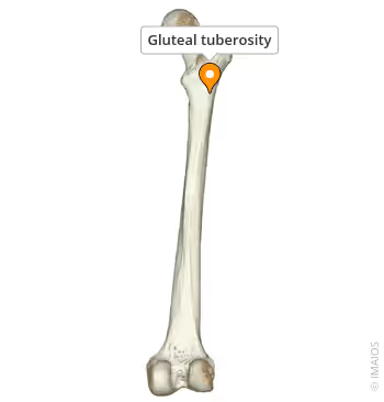 <p>What landmark within Femur?</p>