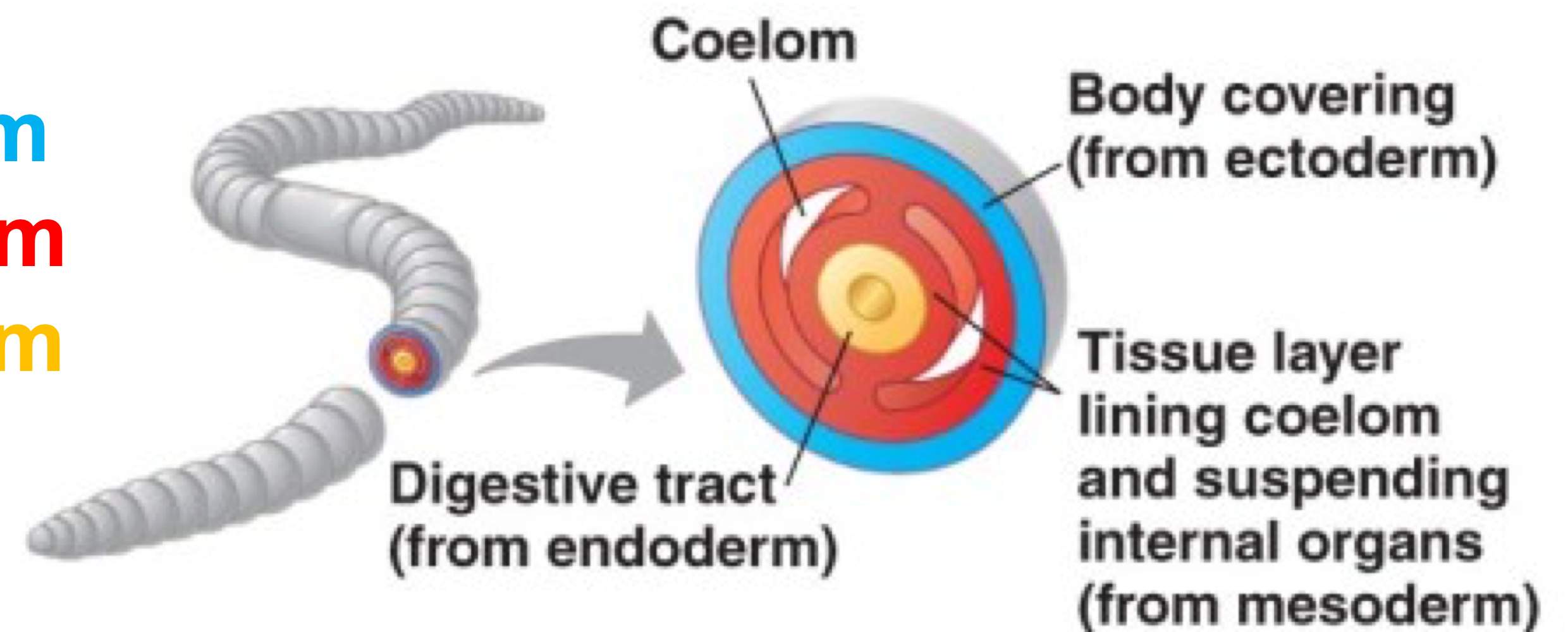 <p>eucoelom (coelomate)</p>