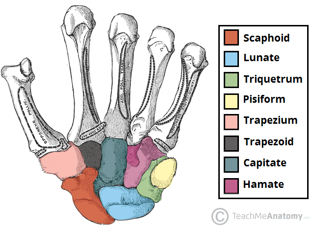 <ul><li><p>Scaphoid</p></li><li><p>Lunate</p></li><li><p>Triquetrum</p></li><li><p>Pisiform</p></li><li><p>Trapezium</p></li><li><p>Trapezoid</p></li><li><p>Capitate</p></li><li><p>Hamate</p></li></ul><p></p>