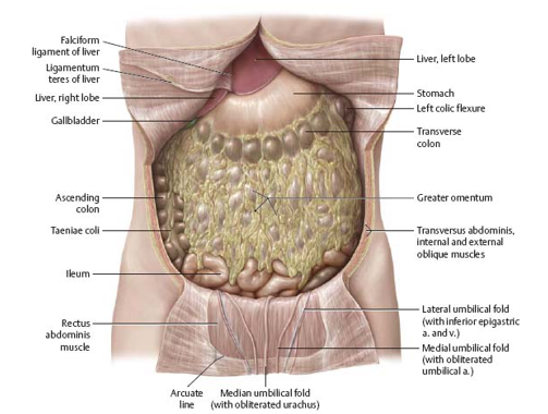 <p>importance of mesentary </p>