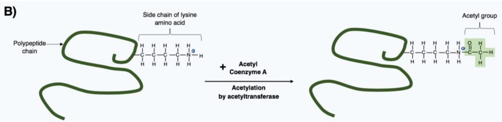<ul><li><p>adding acetyl groups by acetyltransferase</p></li><li><p>neutralizes the positive charge of lysine, weakening histone-DNA interactions</p></li><li><p>Generally promotes more open chromatin and active gene expression</p></li></ul><p></p>