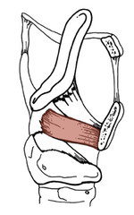 <p>The medial surface of the lamina of the thyroid cartilage to the muscular process of the arytenoid</p>
