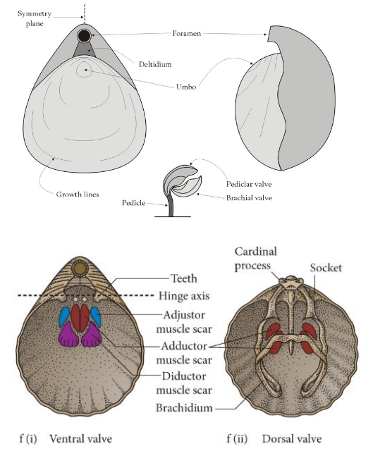 <p>Brachiopod Morphology</p>