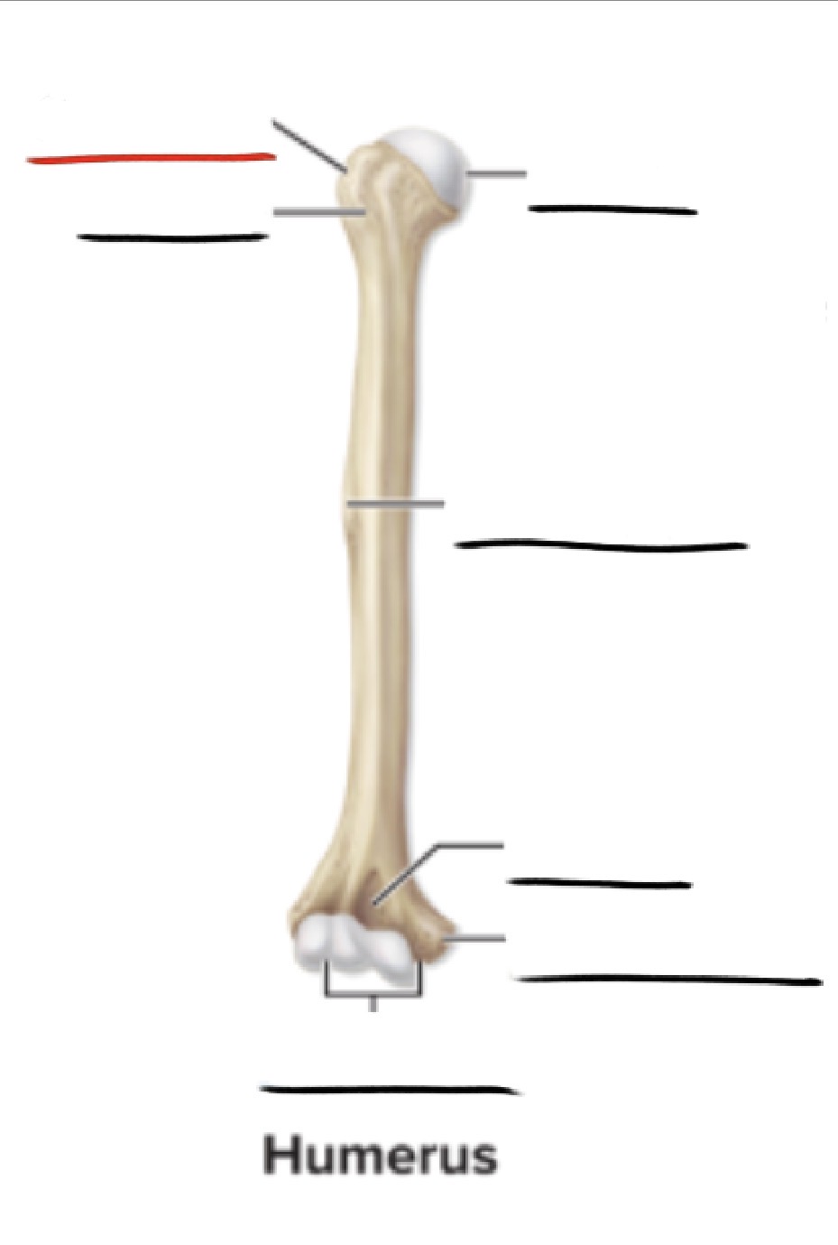 <p><strong>Anatomic Term</strong></p><p>Description</p><p>(General Structure)</p>