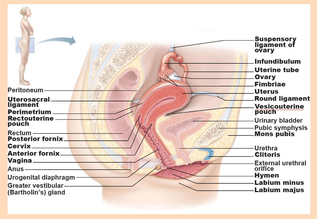 <p>Vesicouterine pouch</p>