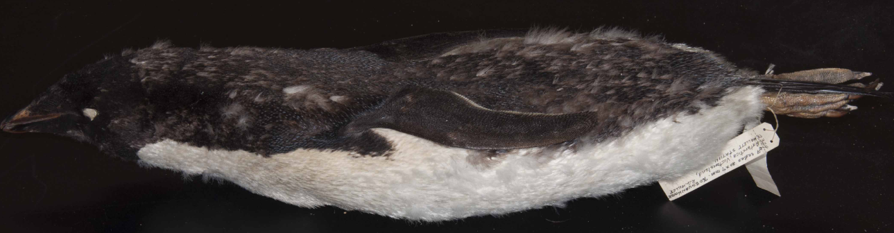 <p>Adelie Penguin</p>