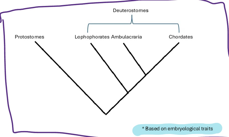 <p>Traditional view of Lophophorates</p>