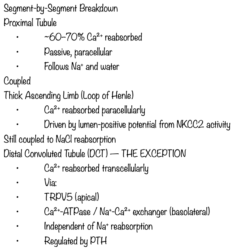 <p>C - Distal tubule</p>